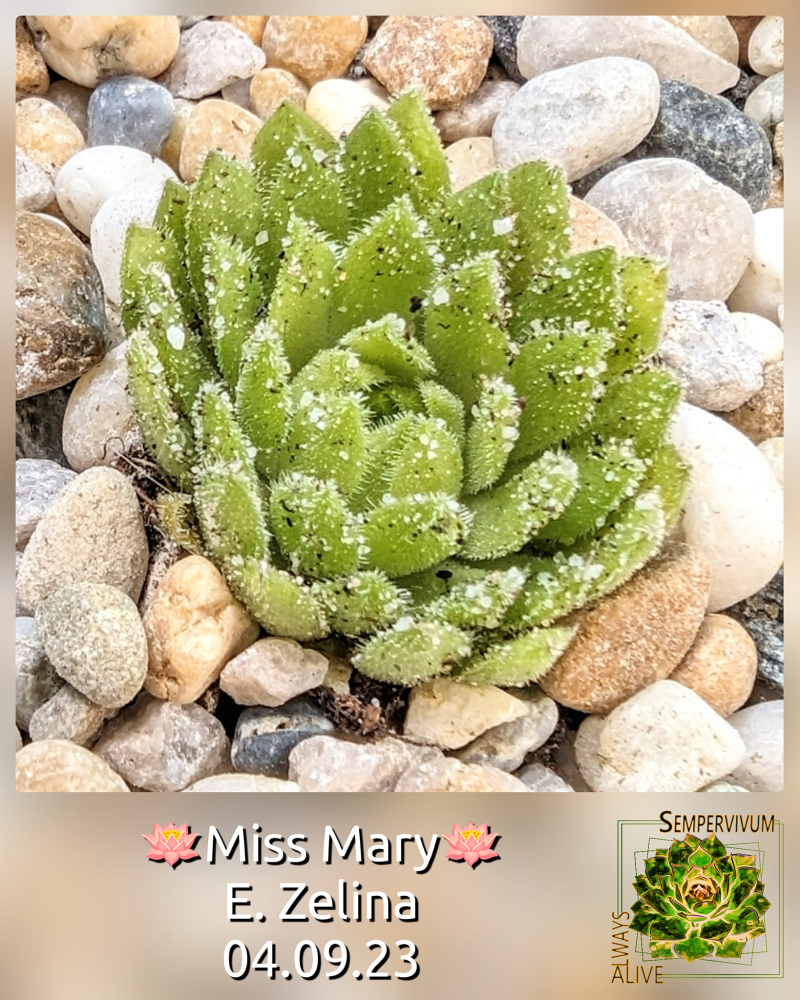 Miss Mary (Netzfund)