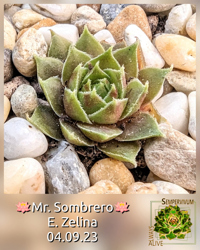Mr. Sombrero (Netzfund)