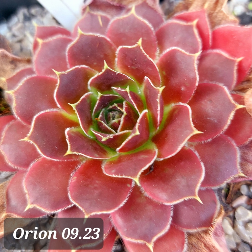 Orion / Jovi