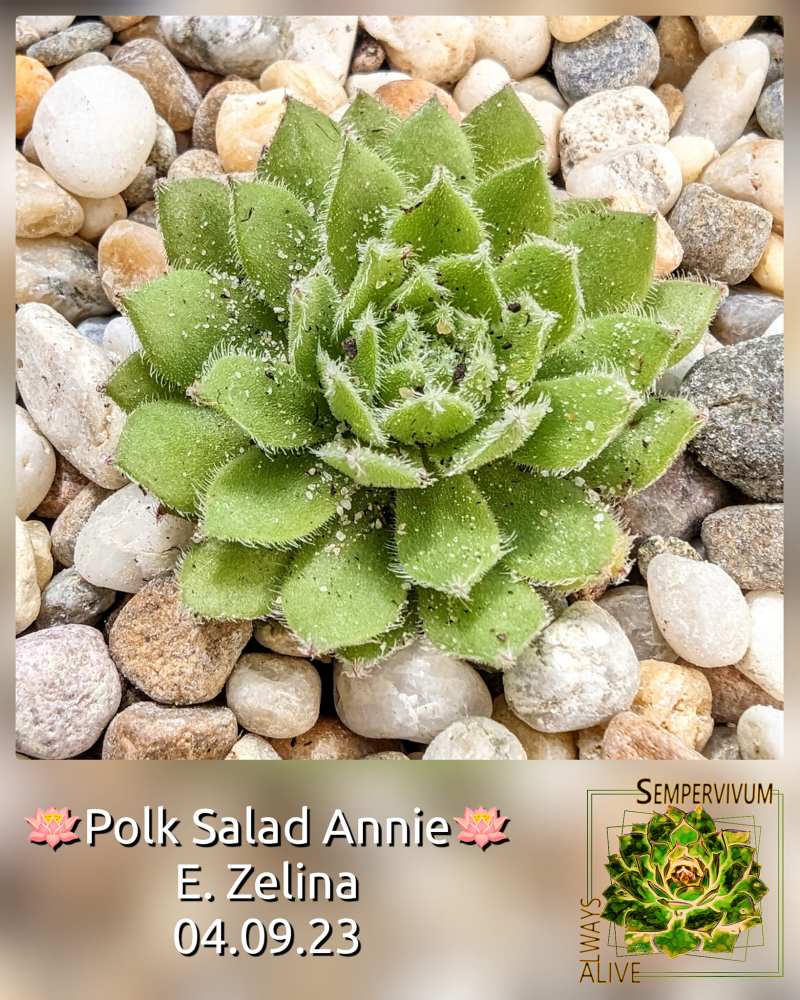 Polk Salat Annie (Netzfund)
