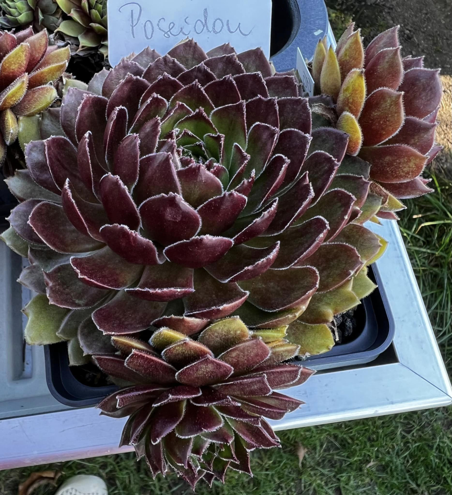 Poseidon (NNG)