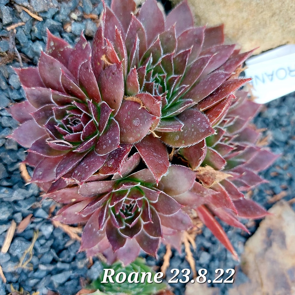 Roane / Jovi