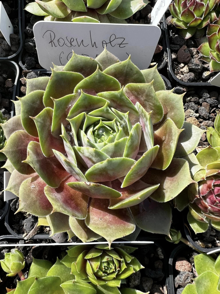 Rosenholz (Netzfund)