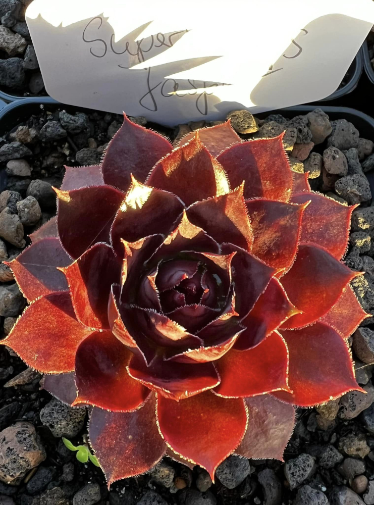 Supersemps® Jasper (Netzfund)
