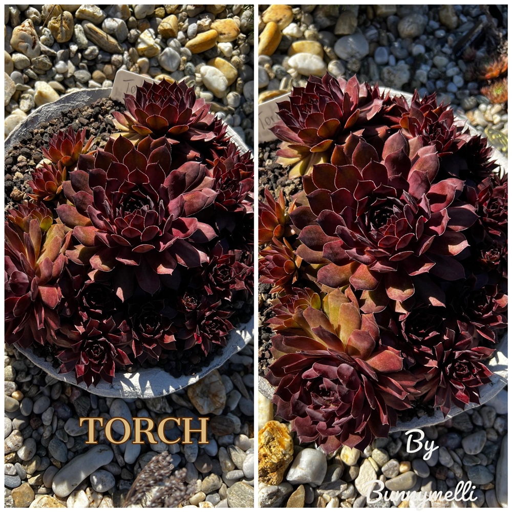 Torch (NNG)