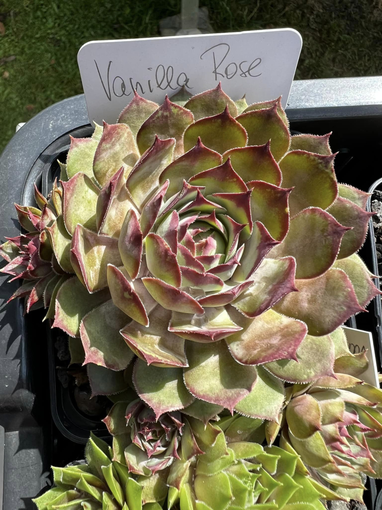 Vanilla Rose (Netzfund)