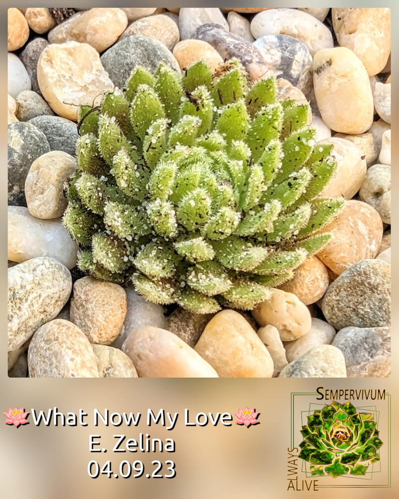 What Now my Love (Netzfund)