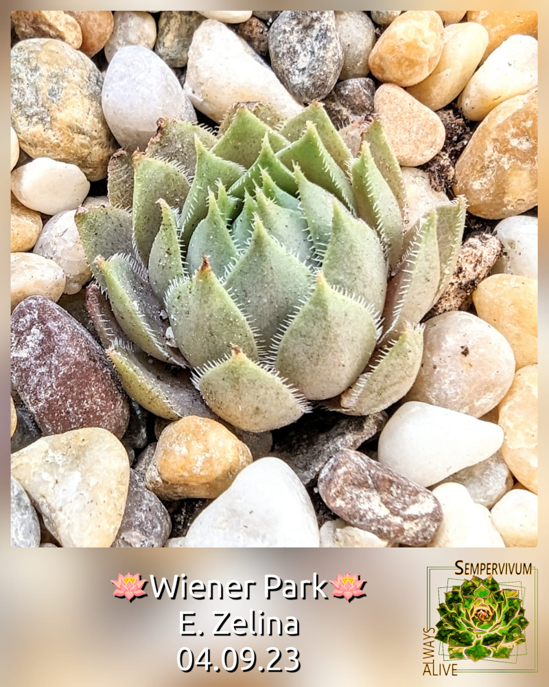 Wiener Park (Netzfund)