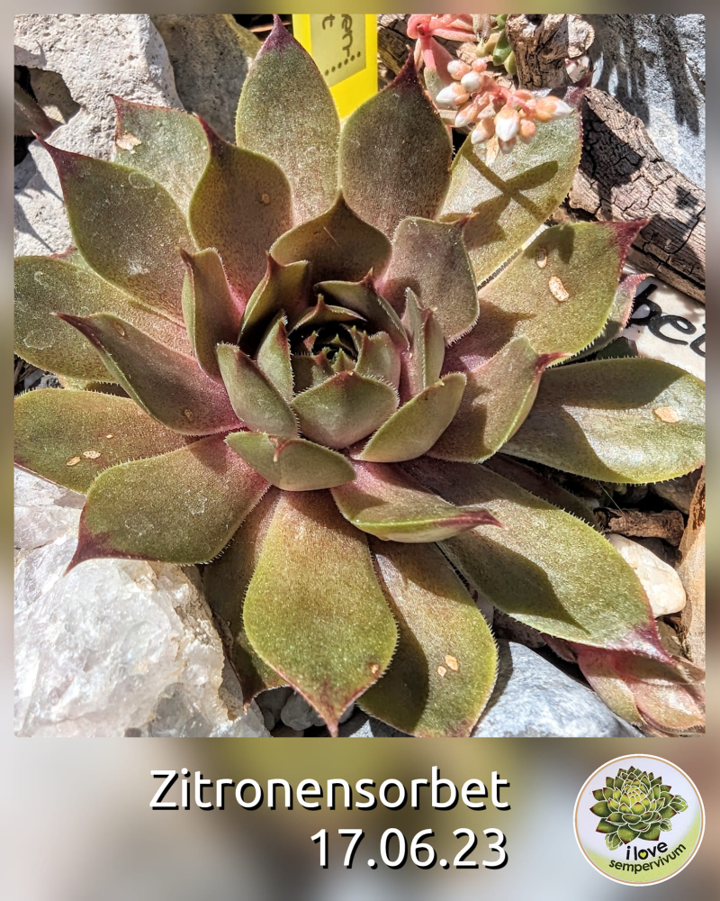 Zitronensorbet (Netzfund)