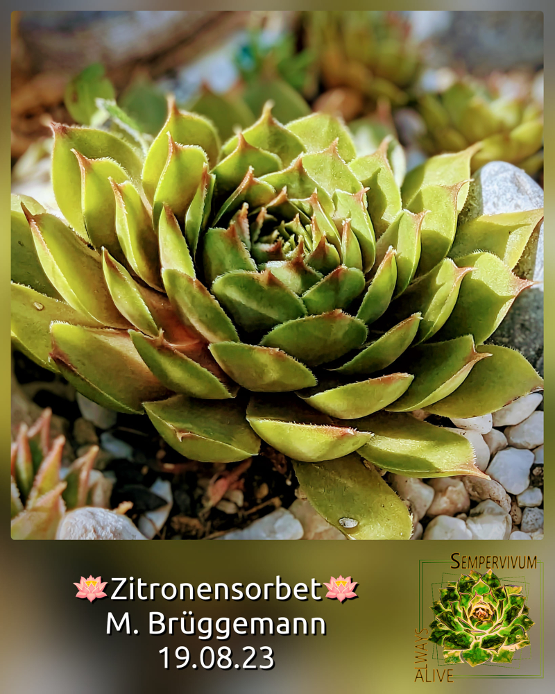 Zitronensorbet (Netzfund)