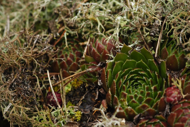 globiferum ssp. globiferum from Javornice, Mündung