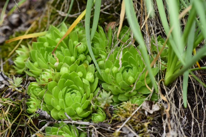 globiferum ssp. globiferum from Roztoky O, Na Babě