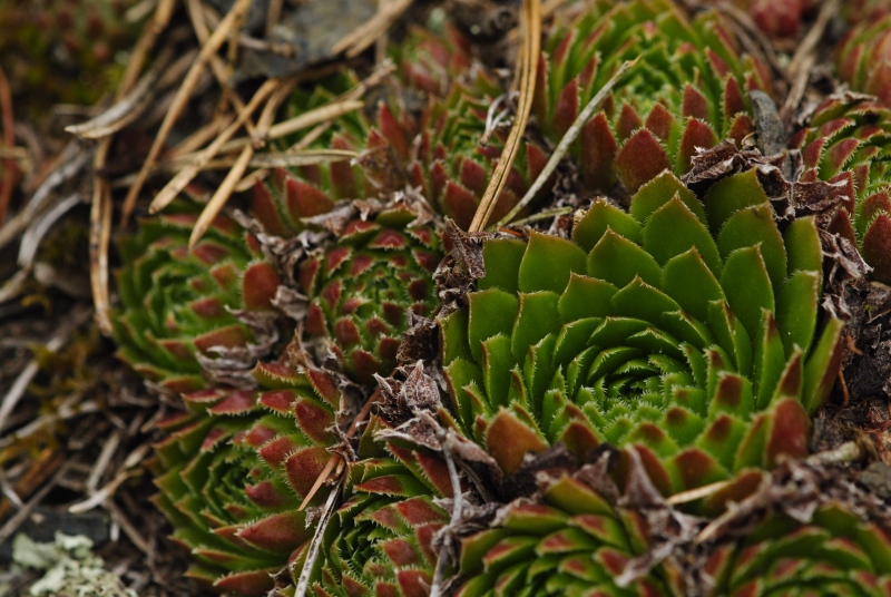 globiferum ssp. globiferum from Javornice, Mündung