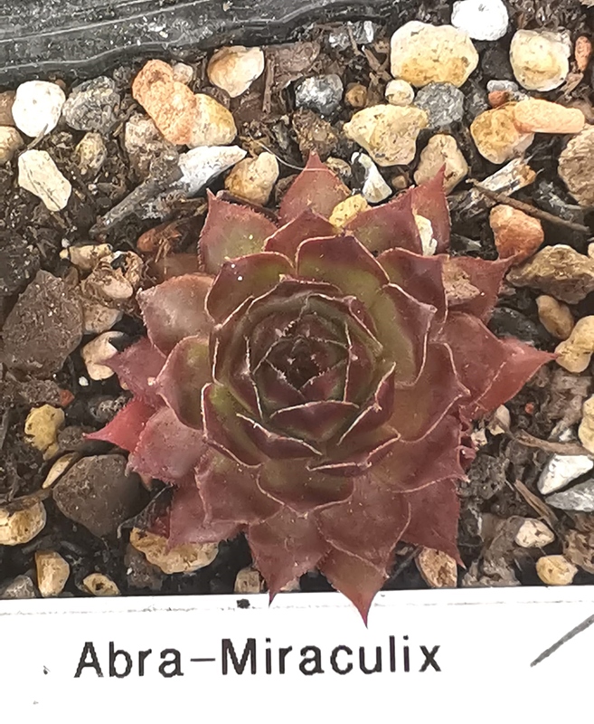 Abra-Miraculix (Netzfund)