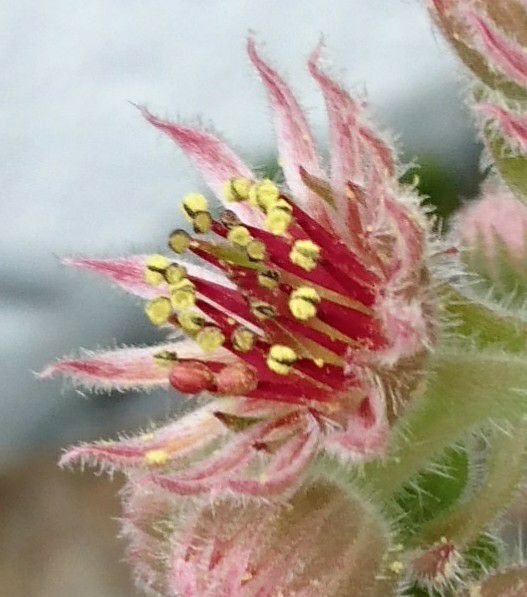 Aemilianus