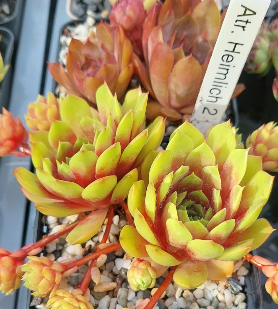 Atroviolaceum Heimlich 2