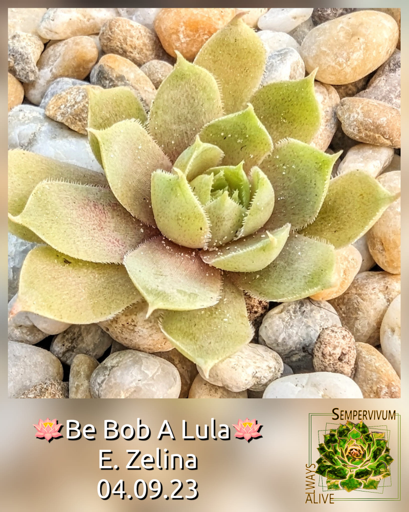 Be Bob A Lula