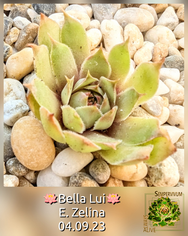 Bella Lui