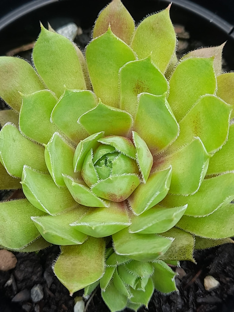 Camella
