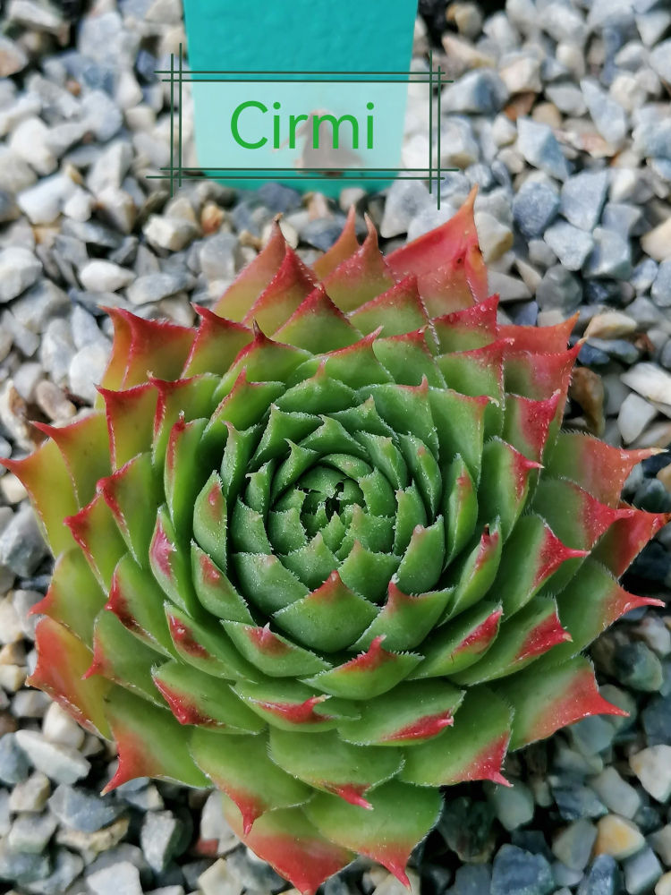 Cirmi (Netzfund)