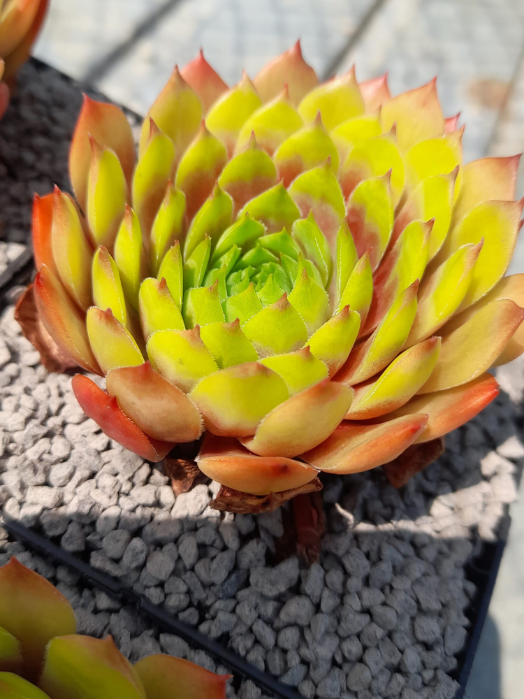 Coral Beauty