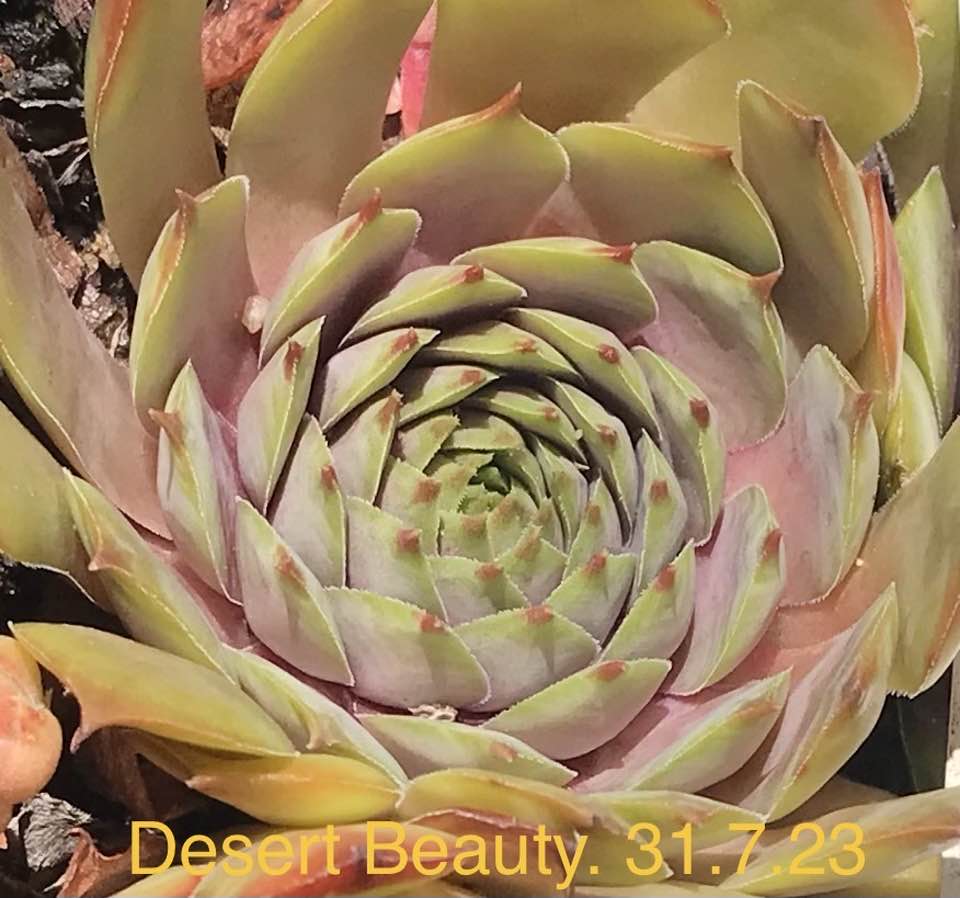 Desert Beauty