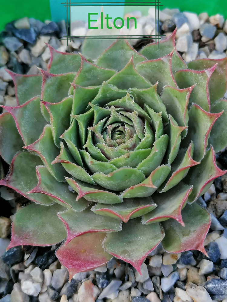 Elton (Netzfund)