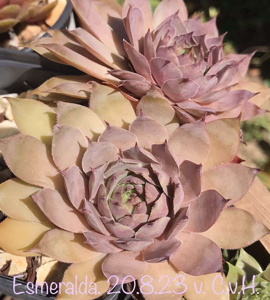 Esmeraldo