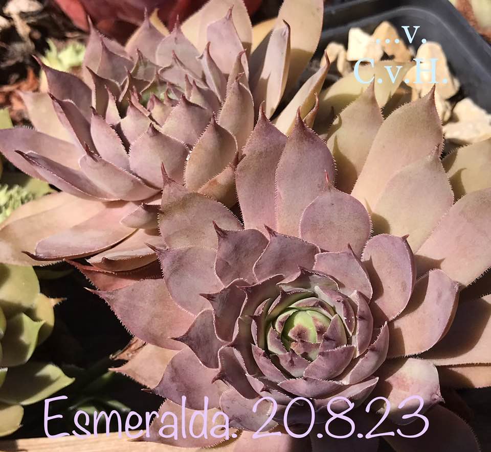 Esmeraldo