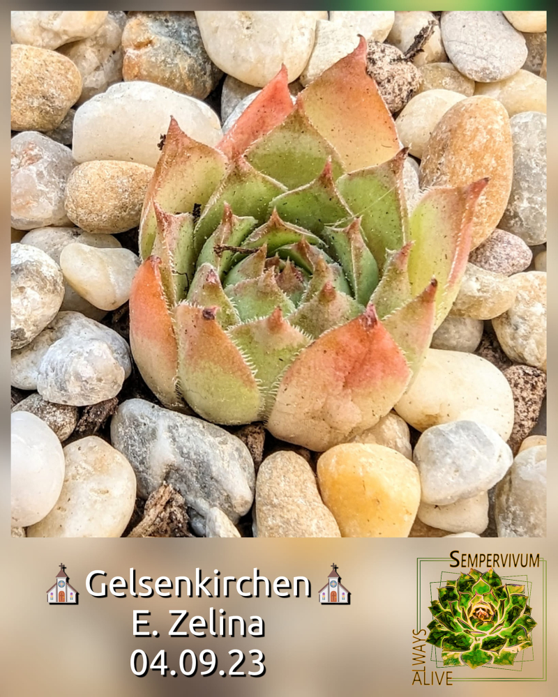 Gelsenkirchen