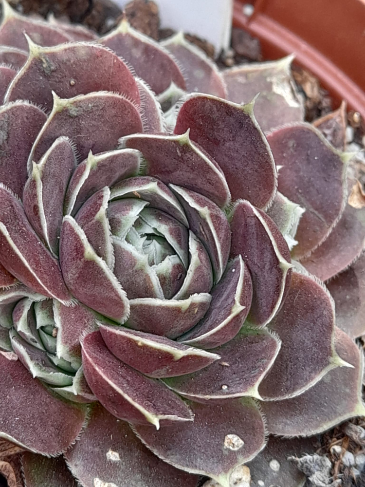 Green Jade