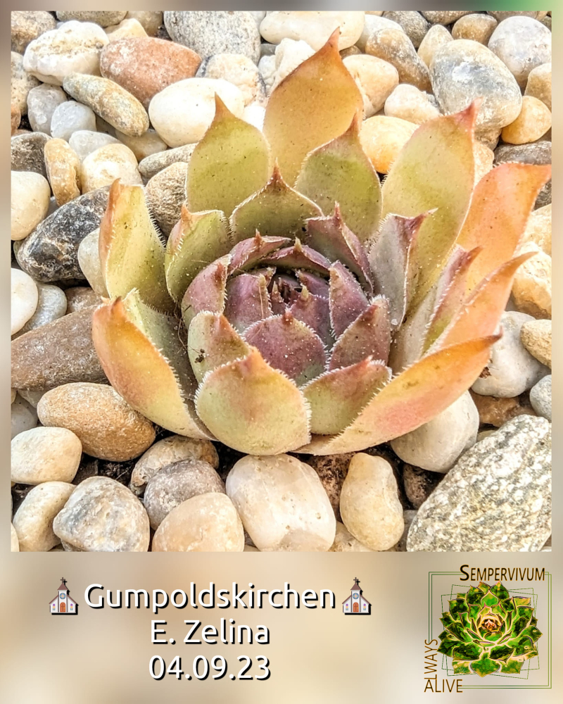 Gumpoldskirchen