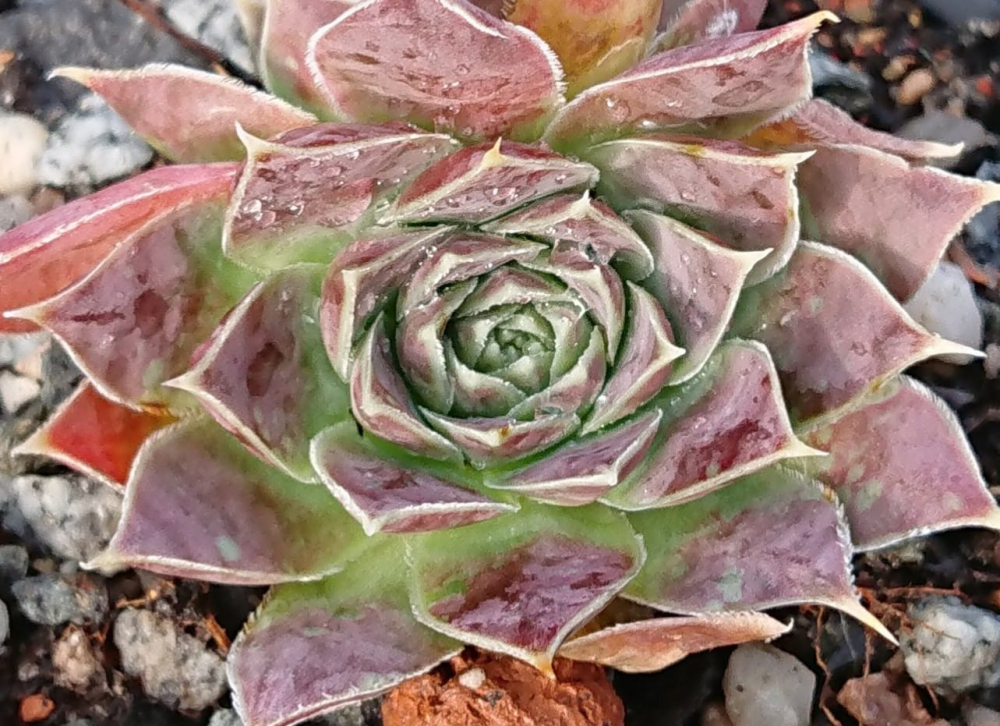 Holmul / Jovi (Netzfund)