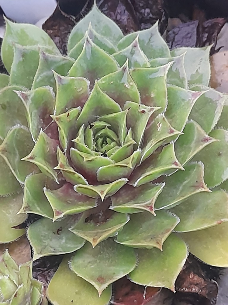 Huba