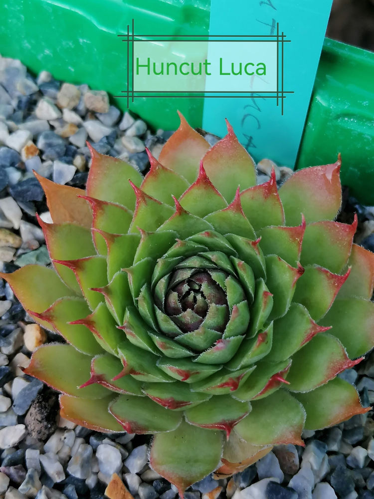Huncut Luca (Netzfund)