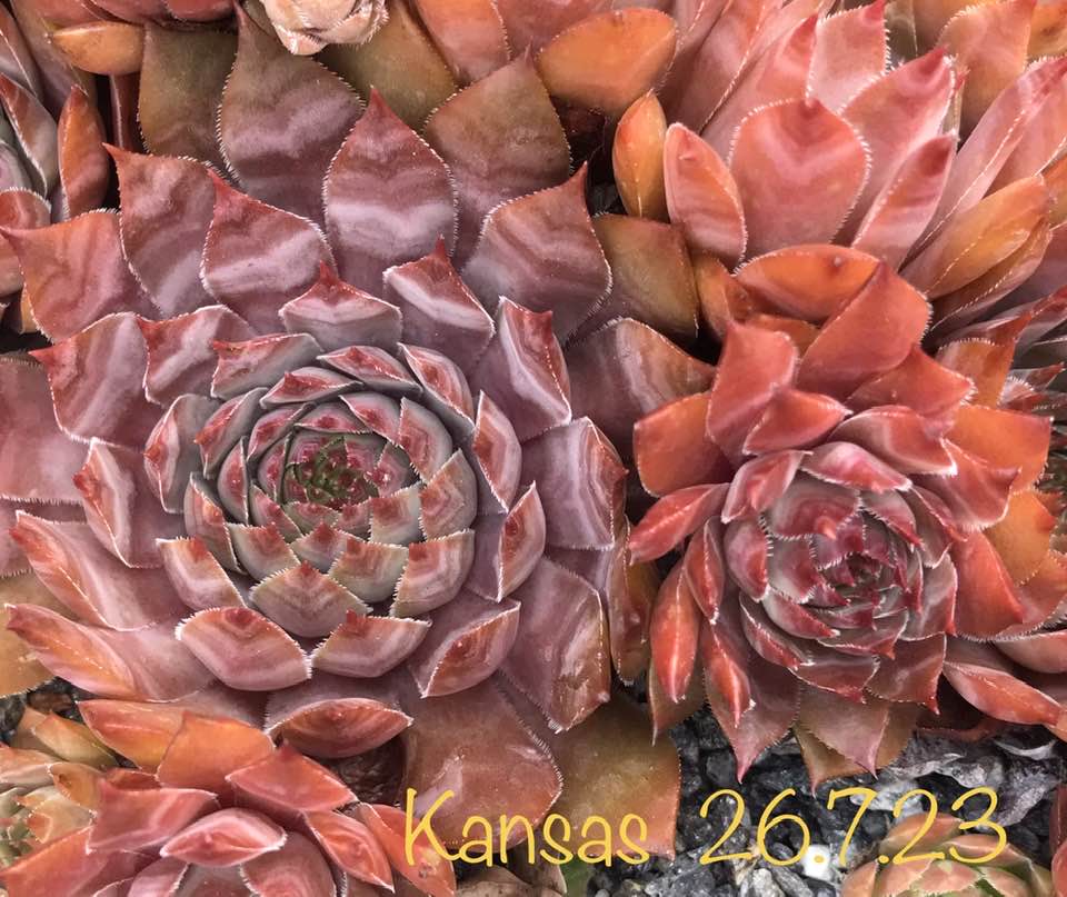 Kansas
