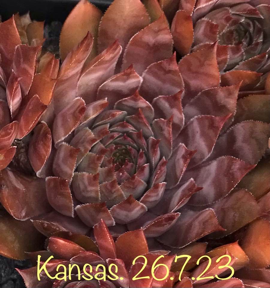 Kansas