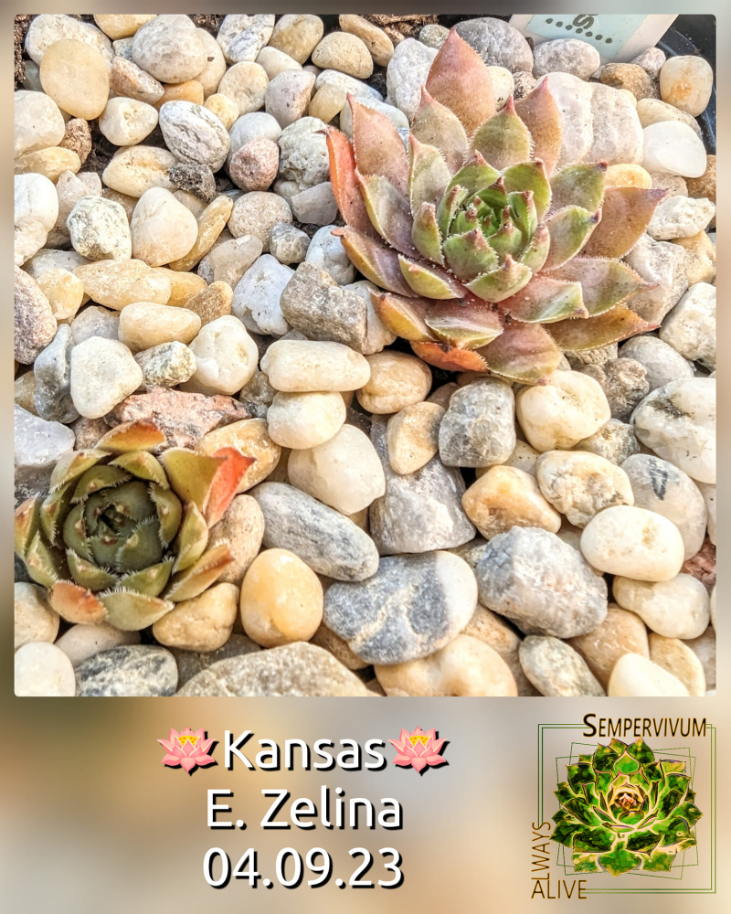 Kansas