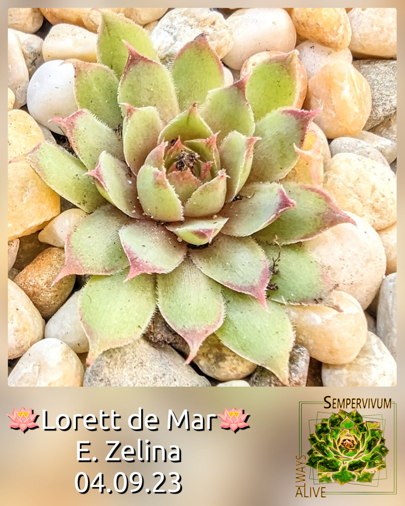 Lloret de Mar