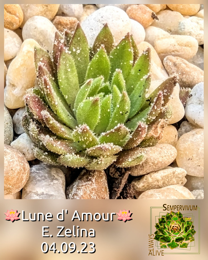 Lune d'Amour