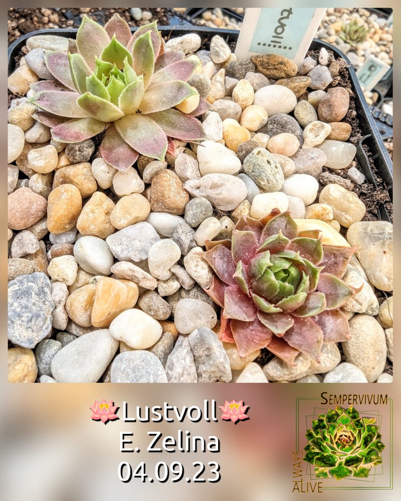 Lustvoll
