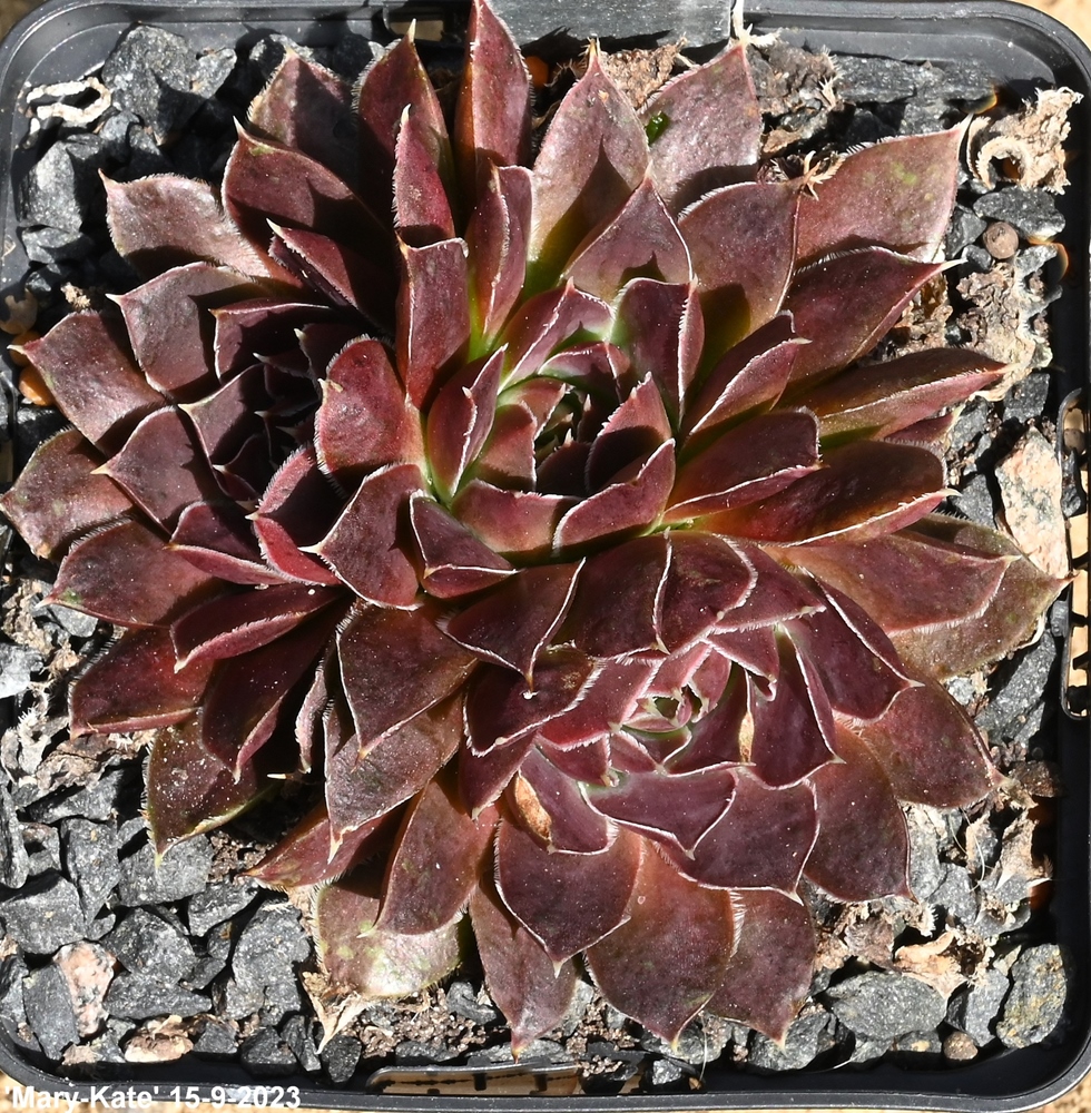 Mary-Kate / Jovi