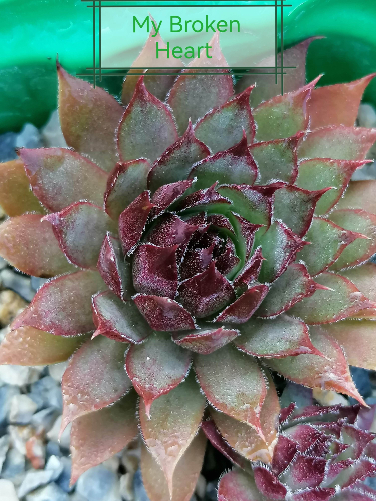 My Broken Heart (Netzfund)
