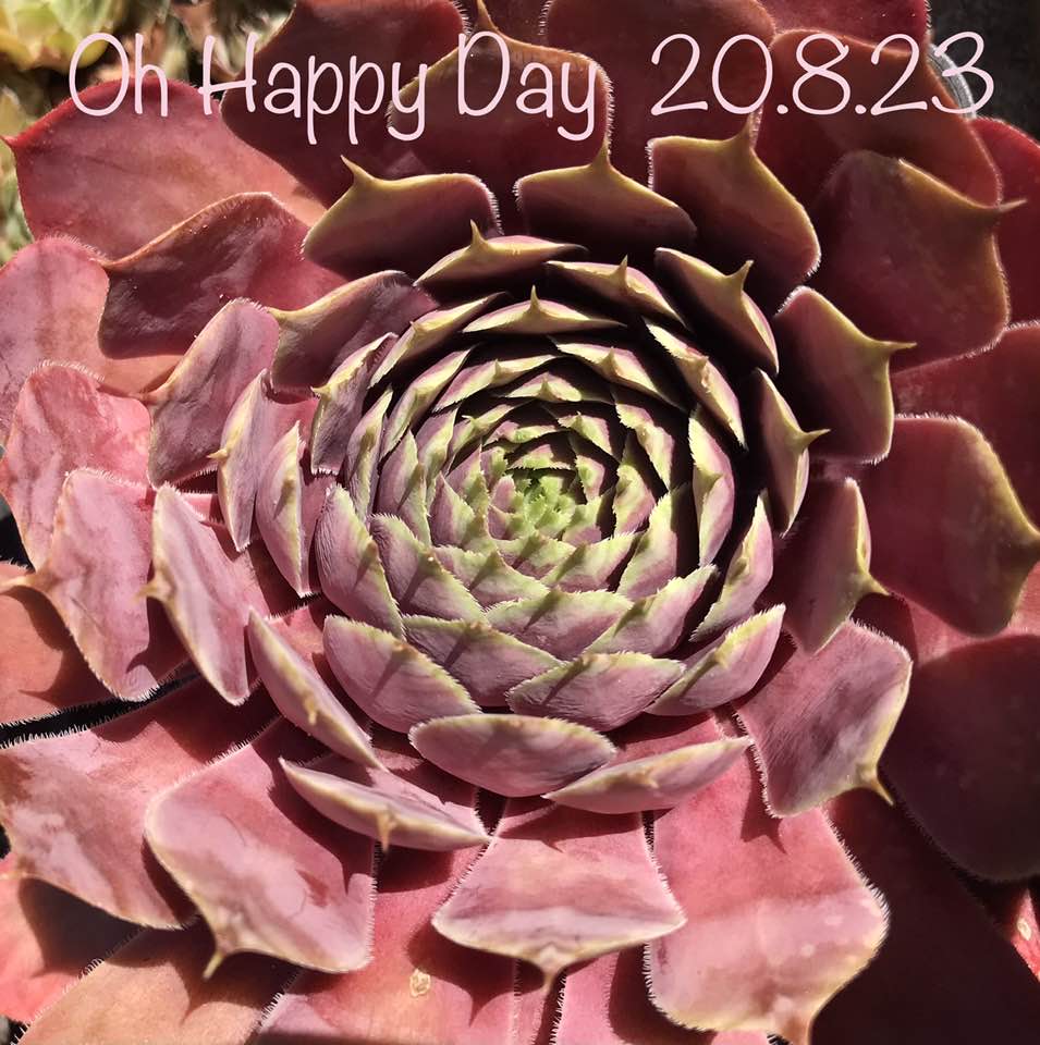 Oh Happy Day