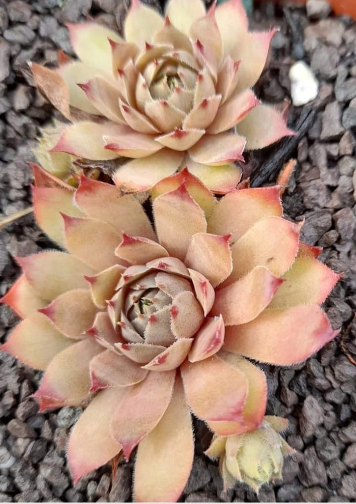 Pink Star