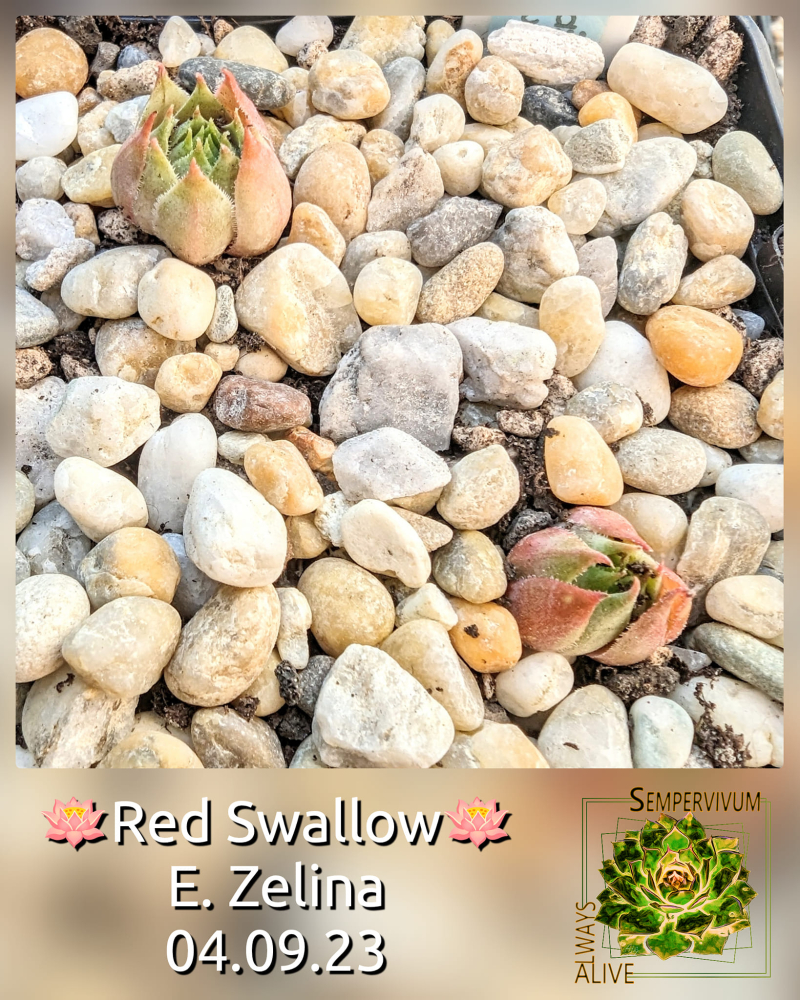 Red Swallow