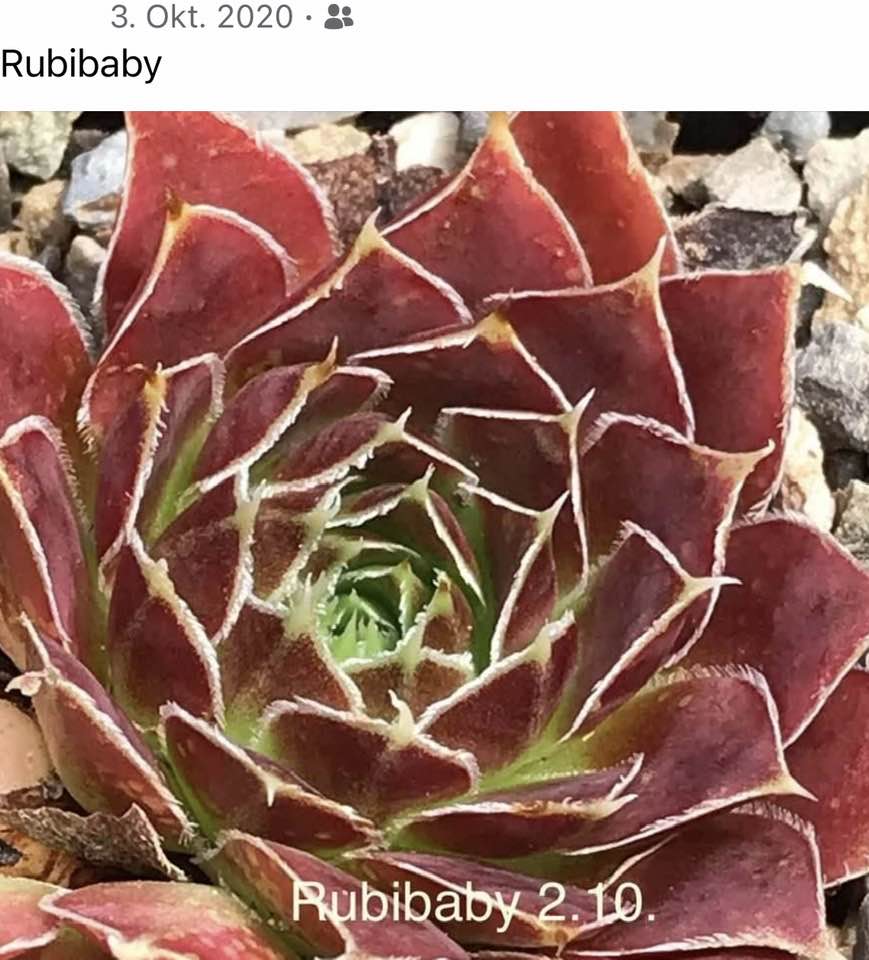 Ruby Baby / Jovi