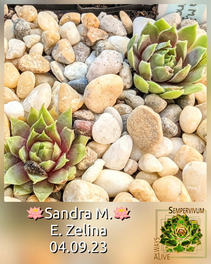 Sandra M