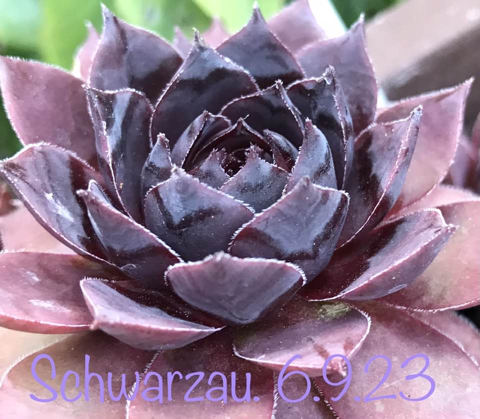 Schwarzau