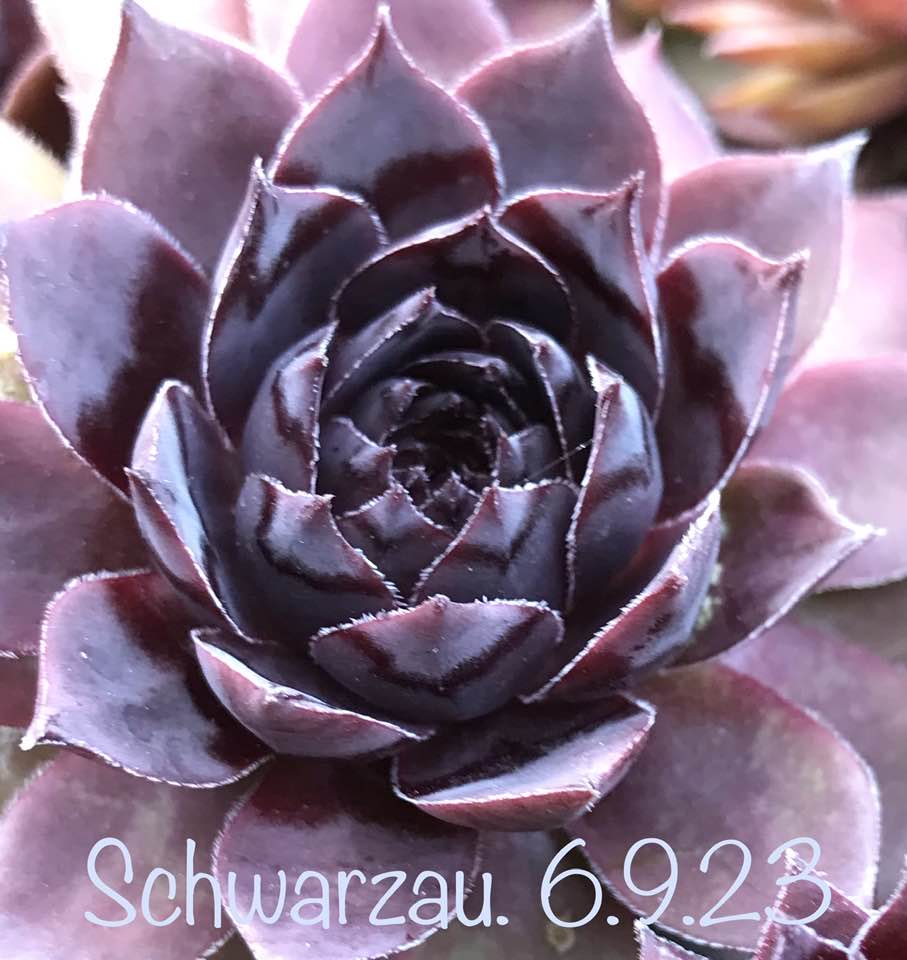 Schwarzau